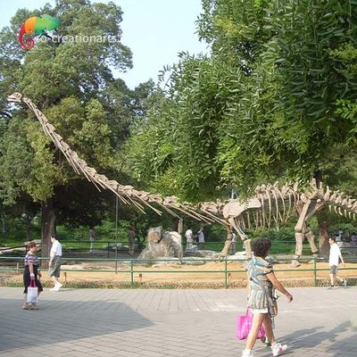 kaufen Lebensgroßes Dinosaurier-Modell Skeleton Mamenchisaurus Skeleton Sunproof 15m online manufacture