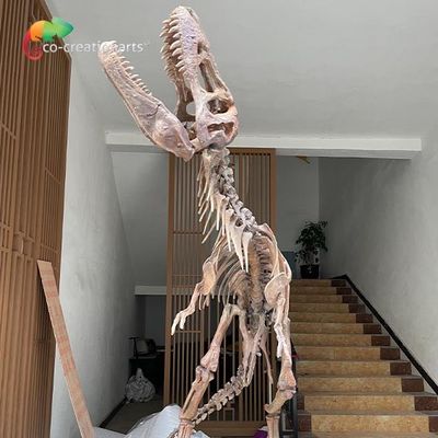kaufen Wasserdichte Fiberglas-Dinosaurier-Skelett-Repliken für Museums-Ausstellung online manufacture