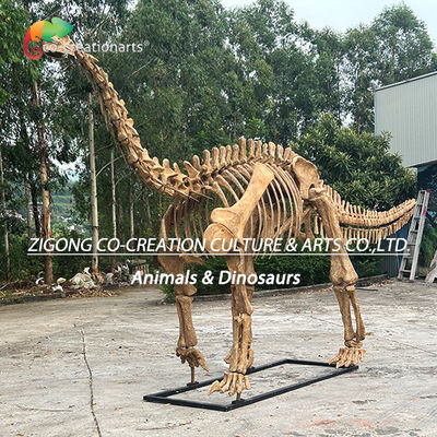 Ein guter Preis. Authentische persönliche Dinosaurier-Skelett-Modell für die Außendekoration Shunosaurus-Skelett-Repliken Online